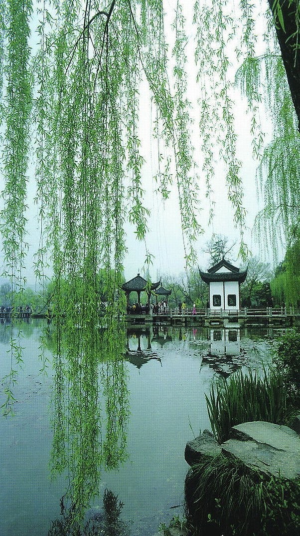 春暖花开柳丝垂 好一副烟雨江南