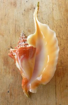 shell on pinterest