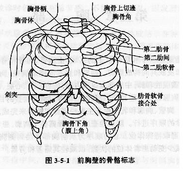 胸部的体表标志 - 百科博览 - 百科博览的博客 肌肉骨结合,各种线