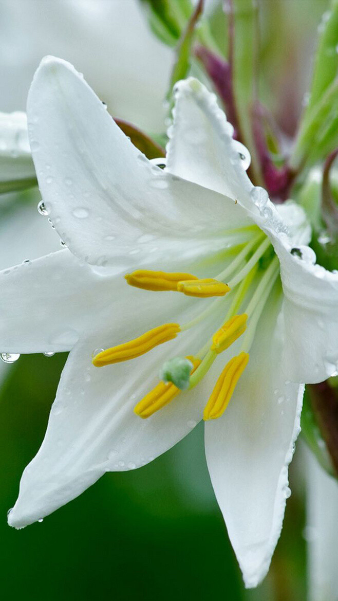 lily 百合花