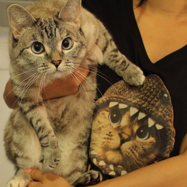 cat 微博:白糖bear 微信:baitangbear