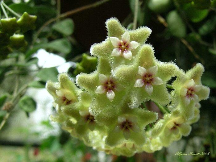 匍匐球兰(原种)hoya serpens