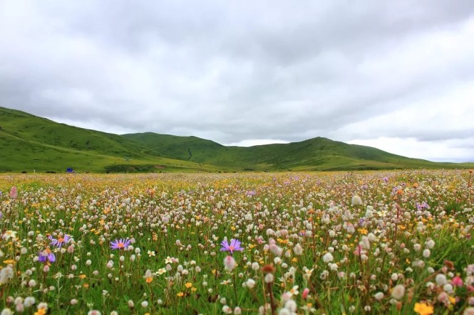 这片花海位于省道209线374公里处,沿小路进沟走8公里,没有向导很难