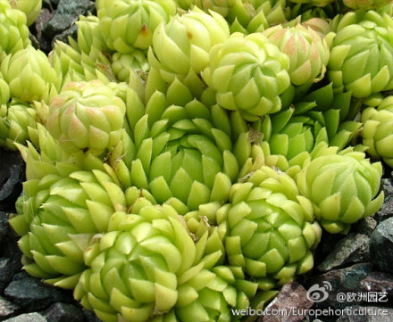 长生草属 Jovibarba