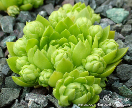 长生草属 Jovibarba