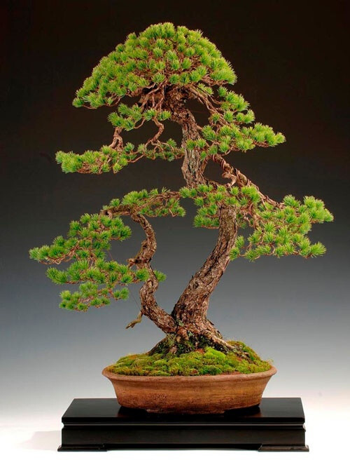 bonsai 盆栽