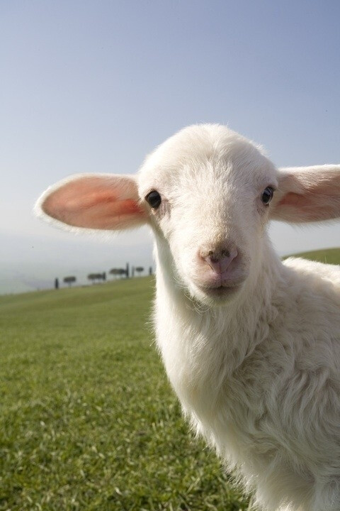 12675258031333,羊,羊羊羊,动物 小动物 宠物 可爱,动物