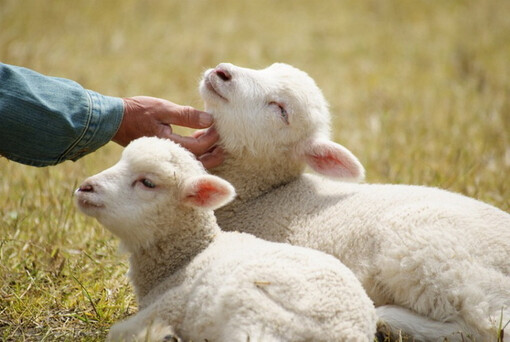 o,动物,羊,萌,可爱