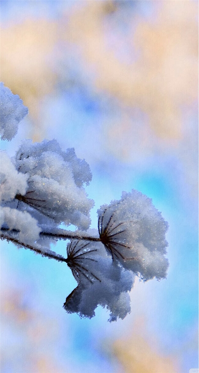 美丽树枝雪景高清手机壁纸