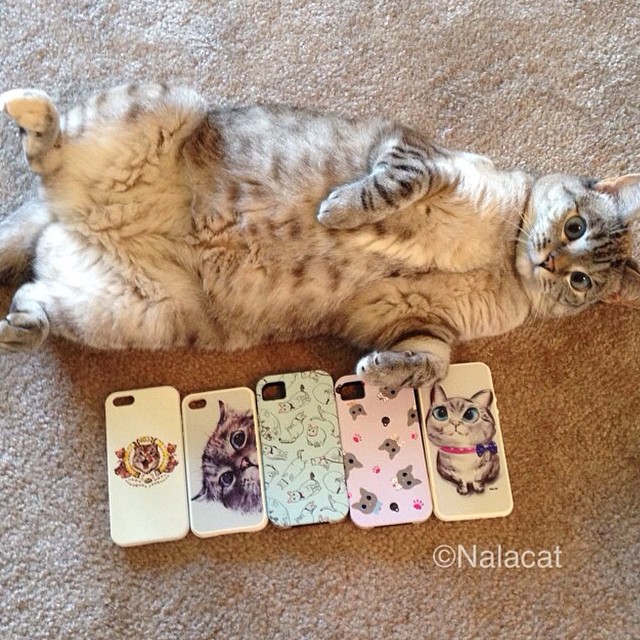 cat 微博:白糖bear 微信:baitangbear