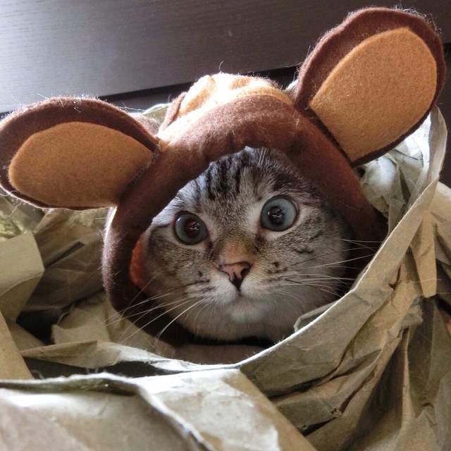 cat 微博:白糖bear 微信:baitangbear