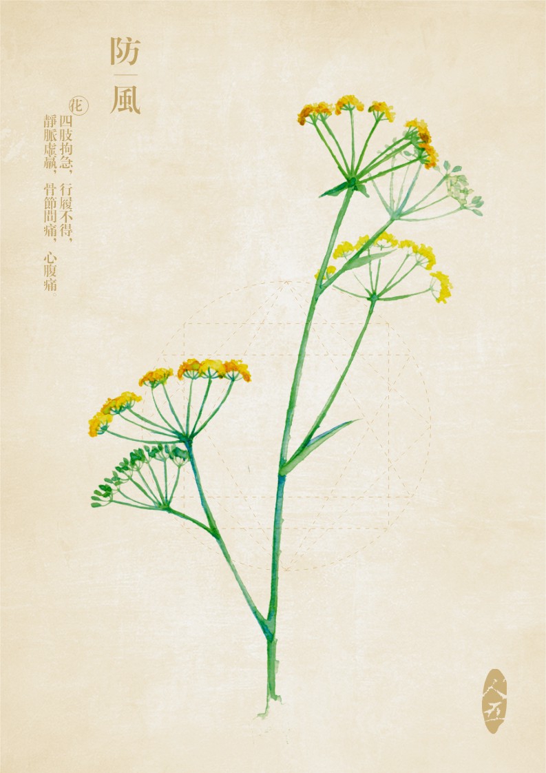 防风,实用部分-花:四肢拘急,行履不得,经脉虚羸,骨节间疼,心腹痛 手绘