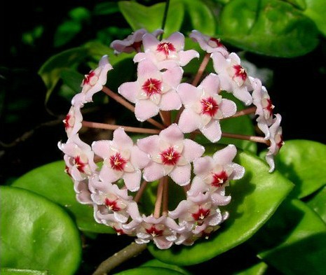 球兰hoya compacta'krinkle'小苗 克林克球兰