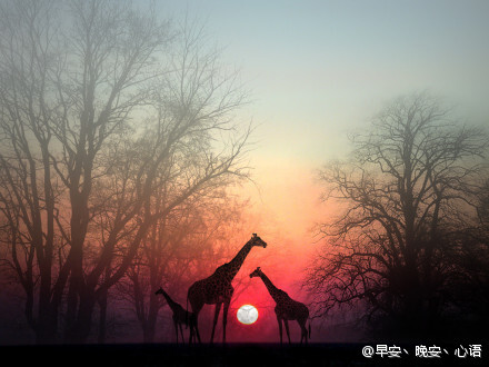 生命没有彩排,每天都是直播。迎着朝阳,开始新