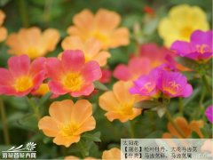 一二年生花卉,一二年生花卉图片-浴花谷一