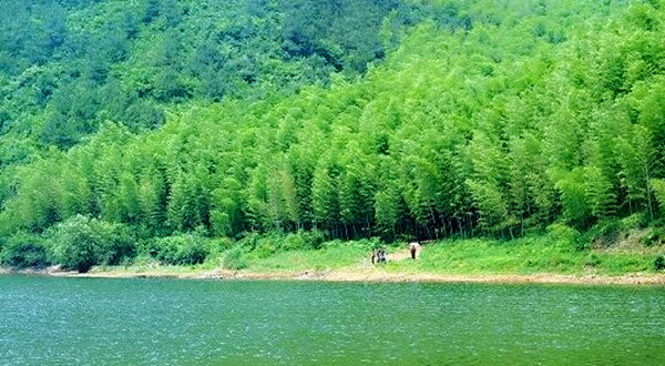 景区总面积达1万亩,为华东地区最大的竹资源风景区,故有"华东第一竹海