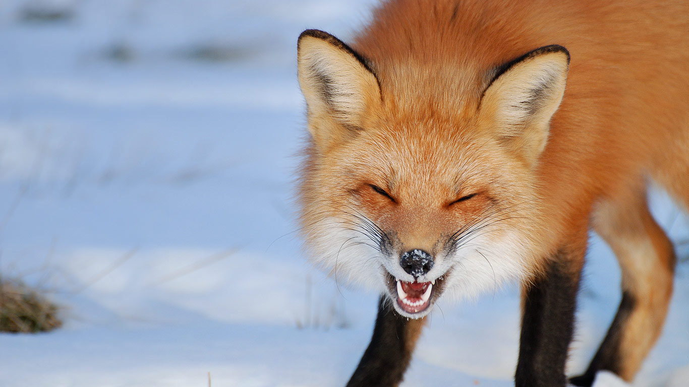 面带笑容的狐狸 laughingfox