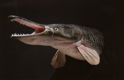 鳄雀鳝 这种长着密集鳞片的可怕的食肉动物在南美以及墨西哥北部和