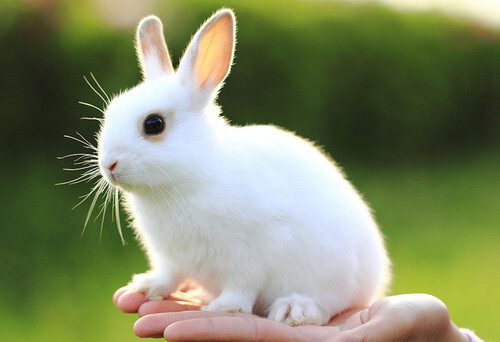 心水,cute,兔兔,兔子,宠物,萌宠
