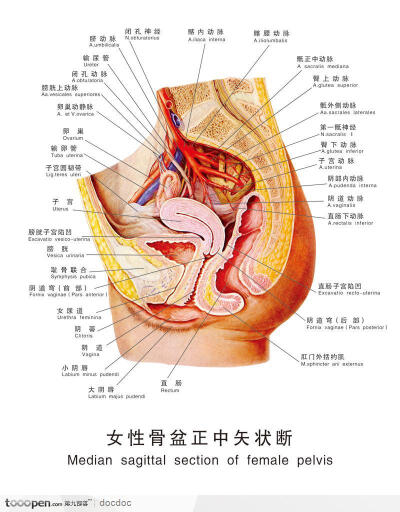人体解剖图--女性生殖系统骨盆正中矢状断