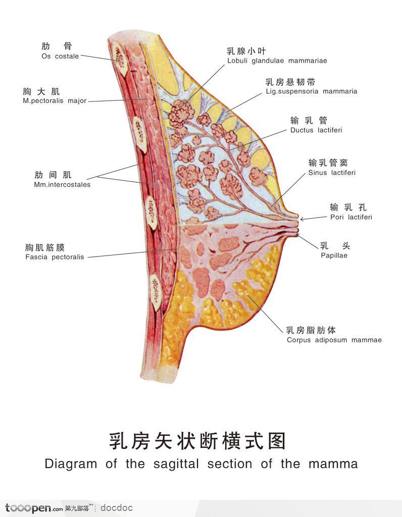 女性人体解剖图--乳房侧面