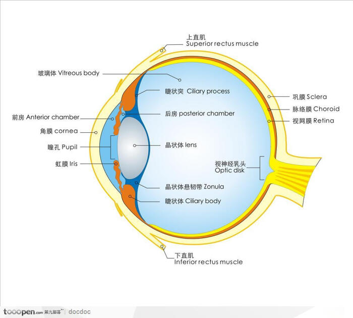 人体解剖图和器官--眼球结构图