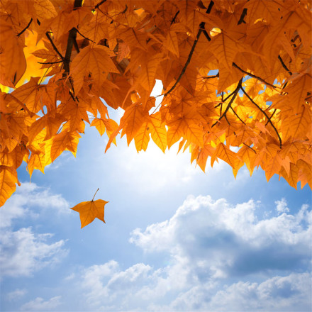 看,一片落叶渲染了秋色,一季落花沧桑了流年.