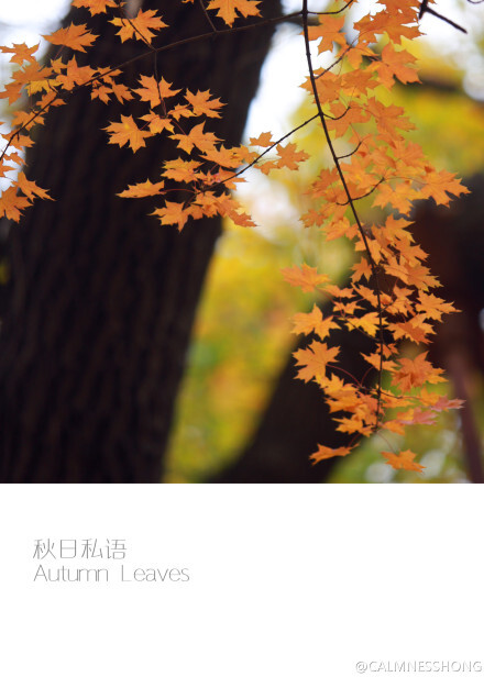 【秋日私语】北京大觉寺探秋201411 |autumn leaves