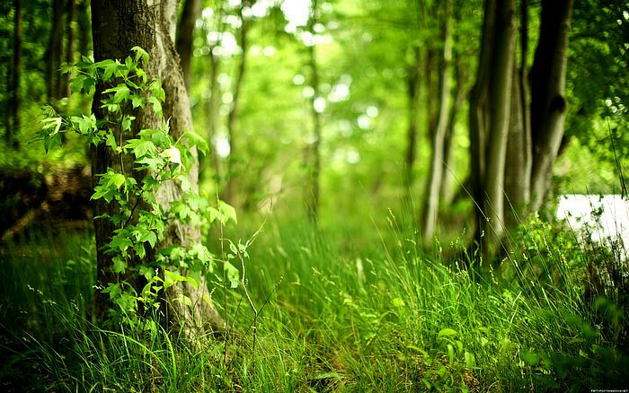 摄影随拍壁纸第十二辑:自然篇 - 绿色树林图片壁纸24