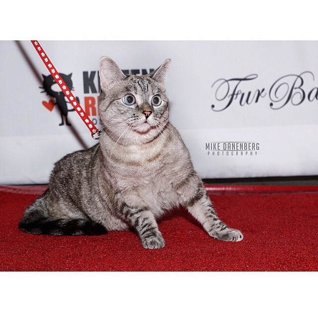 cat 微信:baitangbear ,微博:白糖bear