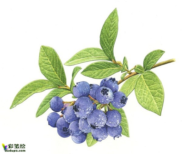 彩铅植物-彩铅画欣赏|彩铅画|水彩画|彩笔