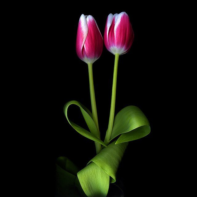 magda indigo迷人的花卉摄影作品