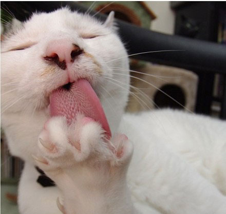 吐舌头的猫