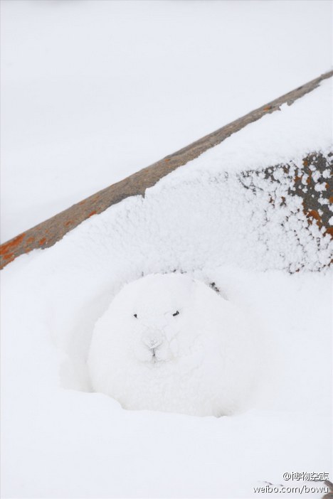 一只北极兔躲在加拿大冰原的一块石头旁御寒,顺便隐身.