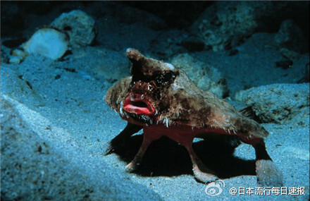 【深海生物】深海中的那些谜样生物,有些长得也是蛮惊悚的