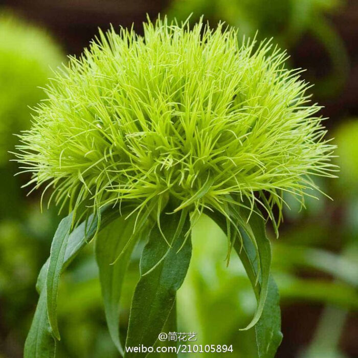 毛茸茸的头部就像一个小绿球,每一个小球的直径根据不同等级呈2-6厘米