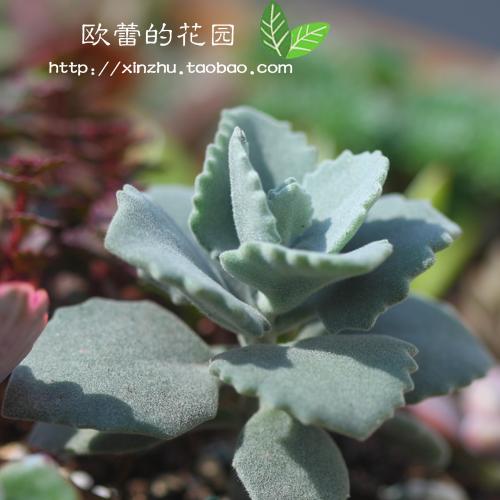 千兔耳多肉植物多浆植物