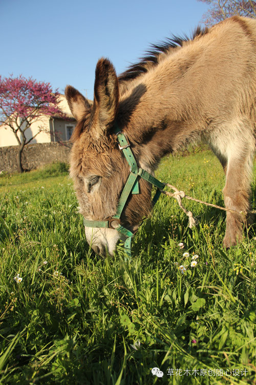st-remy 圣雷米小镇(法国)一头吃草的小毛驴