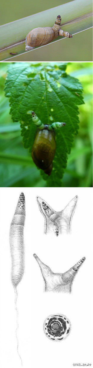 通过研究证实,一种被称为"双盘吸虫"的寄生虫会侵入蜗牛的体内,控制