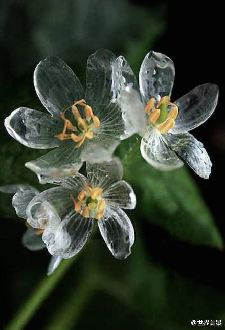 日本存在淋雨后花朵会变透明化的真实植物,主要分布于本州岛北部至