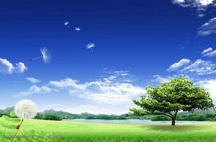 风景素材-蓝天白云下草地上的大树