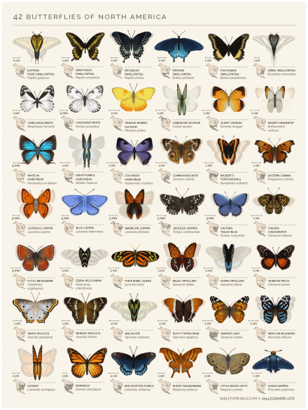 绘画参考#北美的 42种蝴蝶的外形和特征 (gif动图,大图不动戳这里