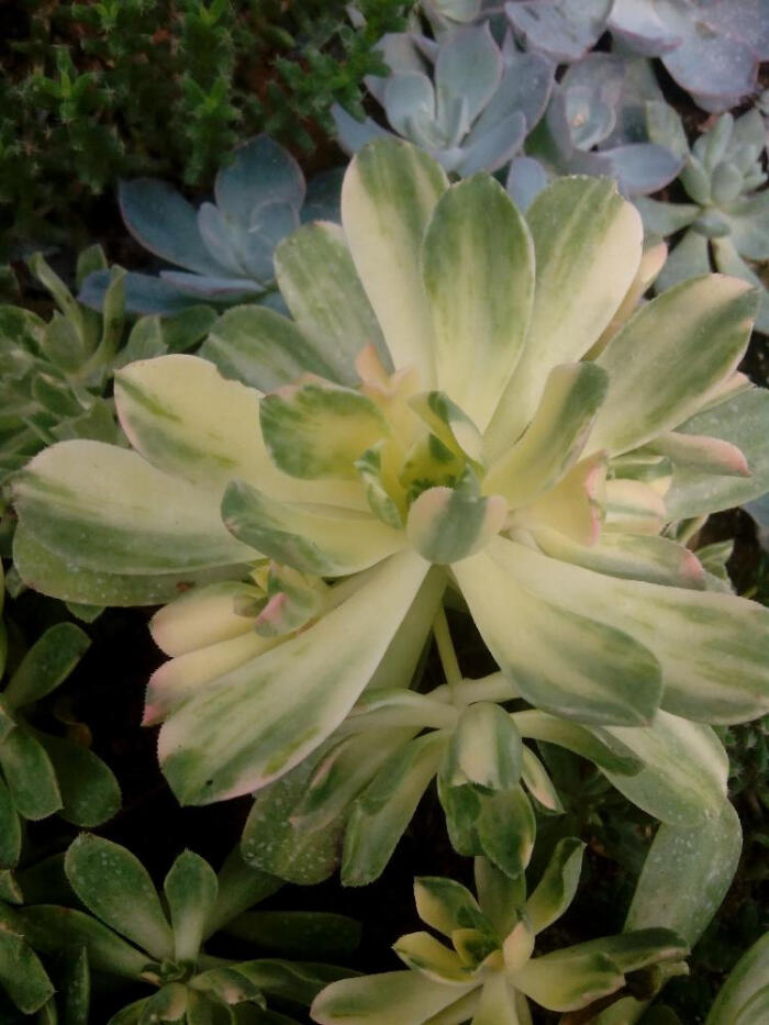 爱染锦 多肉植物普货 景天科 莲花掌属