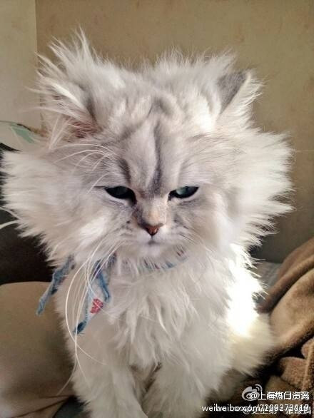 【鳌拜猫!