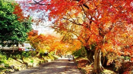 京都鹭森神社赏枫 感受火红的秋日「枫」情