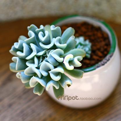 minipot 多肉植物 特玉莲