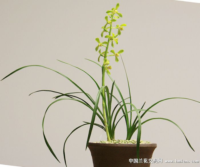 引种苗开出的老极品-蕙兰篇-中国兰花交易