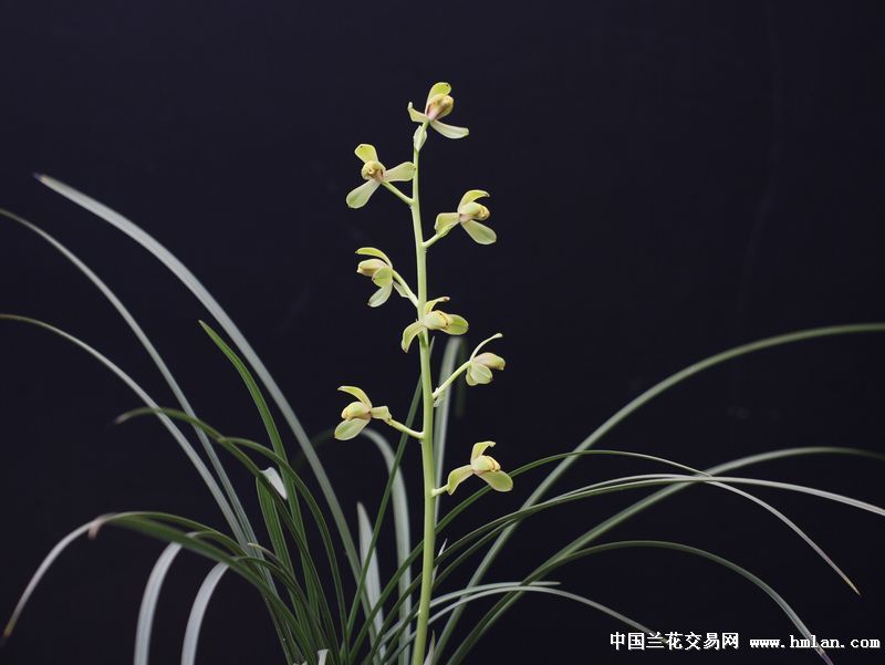 2013-庆华梅花开-蕙兰篇-中国兰花交易