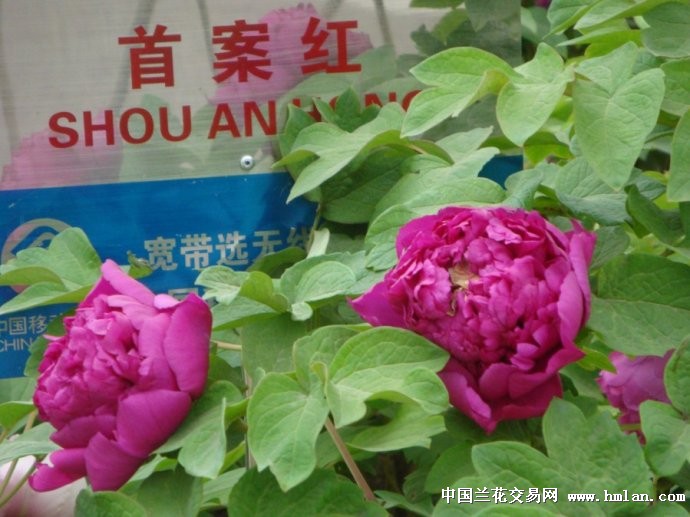 首案红 皇冠型.花蕾扁圆形;花深紫红色;花径15cm×10cm.