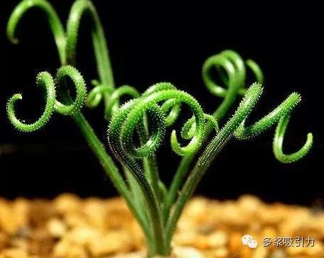 弹簧草:多年生鳞茎类肉质植物,植株具圆形或不规则形鳞茎,其鳞茎由一